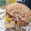Neuroanatomía